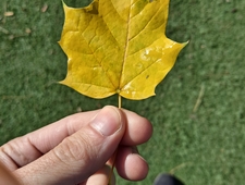 The Doctrine of the Mean photo