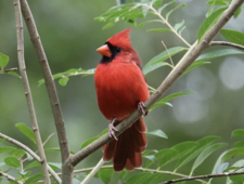 The Red Bird photo