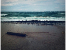 Blue Fish Apocalypse #12 & #35 photo