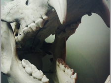 Giant Panda Monster photo