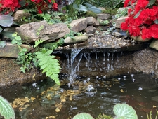 Love song as a cryptozoology photo