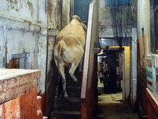 Twelve Hour Karma Cycle photo