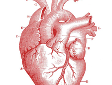 Anatomical Love photo