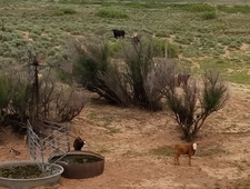 The Peyote Warrior of Window Rock photo