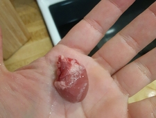 The Dead Things Club photo