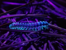 1-800-Celestial-Help photo