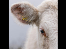 Betty Blue Eyes photo