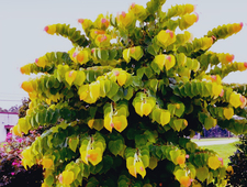 A Beauty Beyond Reason photo