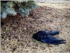 Well, That Old Lady Definitely Just Tripped Over A Bird photo