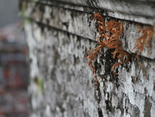 An Account of the Shell photo