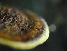 Natural Selection photo