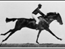 Scenes from the Elephant Garden photo