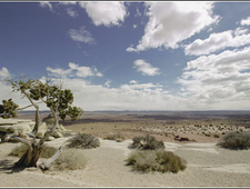 Creatures of Habit photo