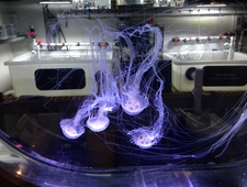 Why Things Fall: Einstein photo