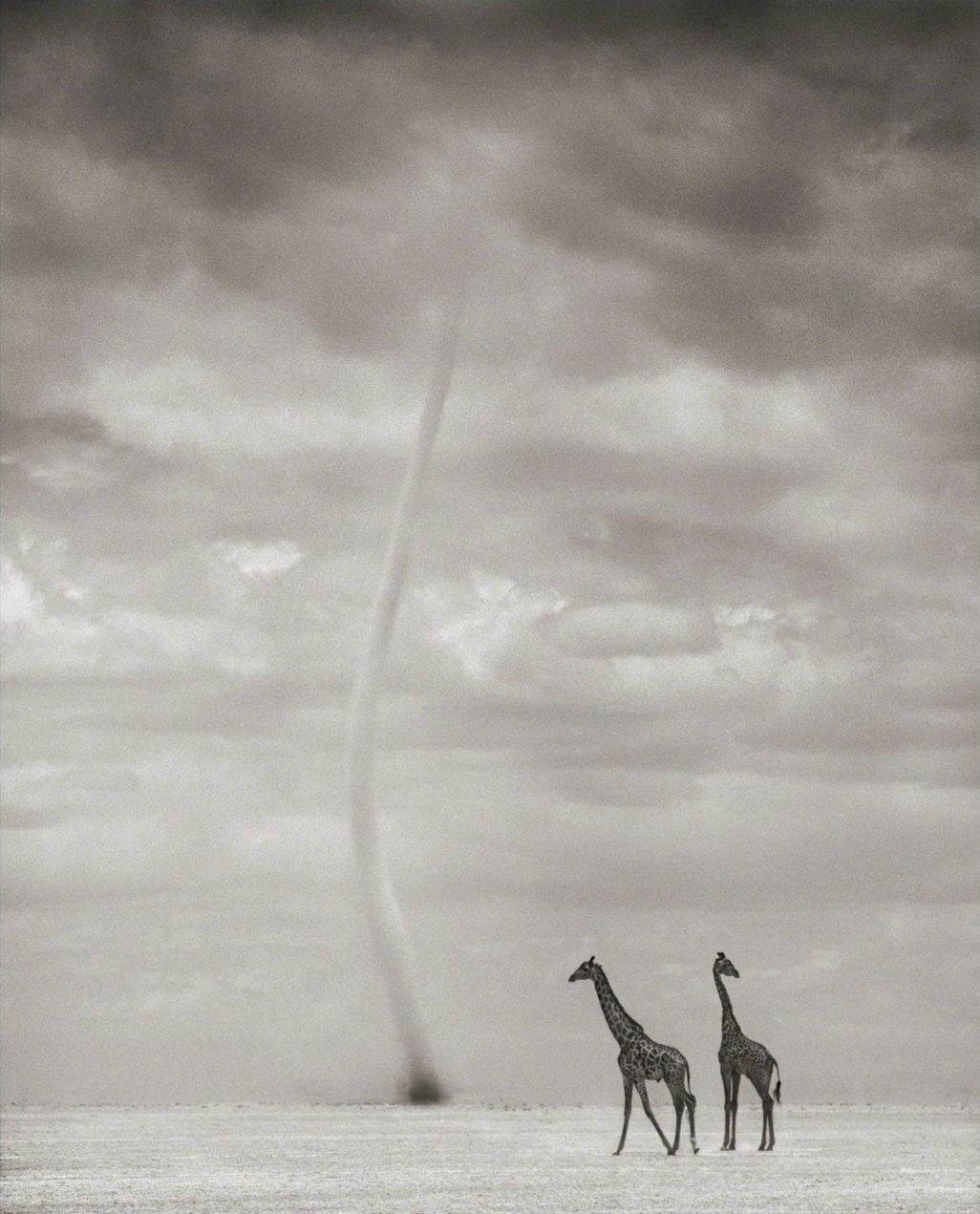 Giraffes in Dust Devil, Amboseli
