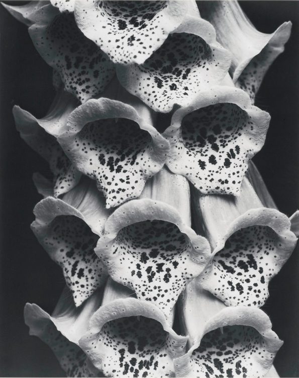 Foxgloves, France