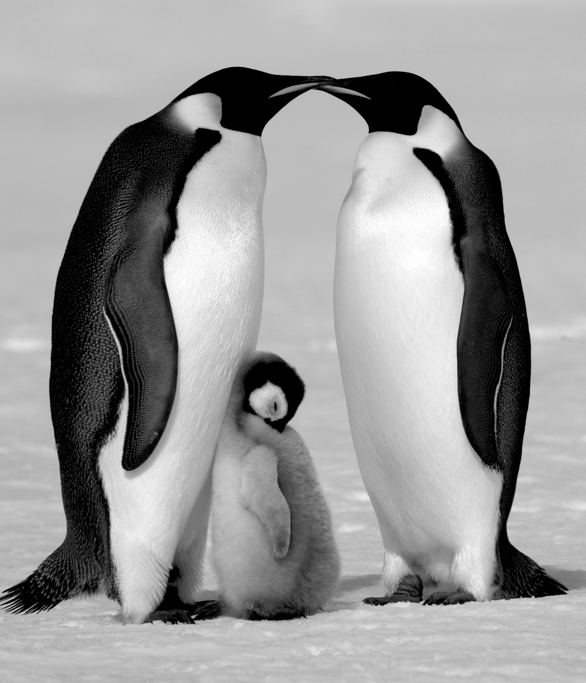 Contentment
