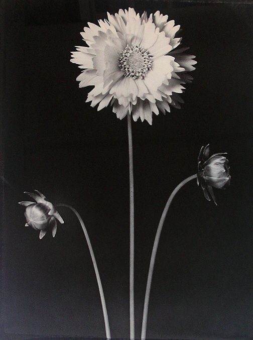 Coreopsis