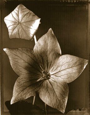 Balloon Flower, 1997 (551)