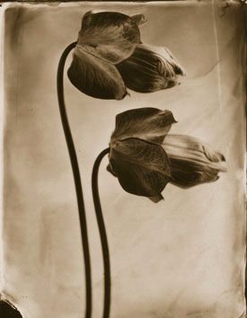 Cobaea Buds (763)