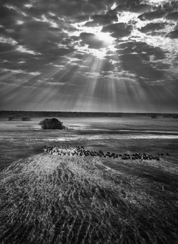 Kafue National Park, Zambia (Buffalos)