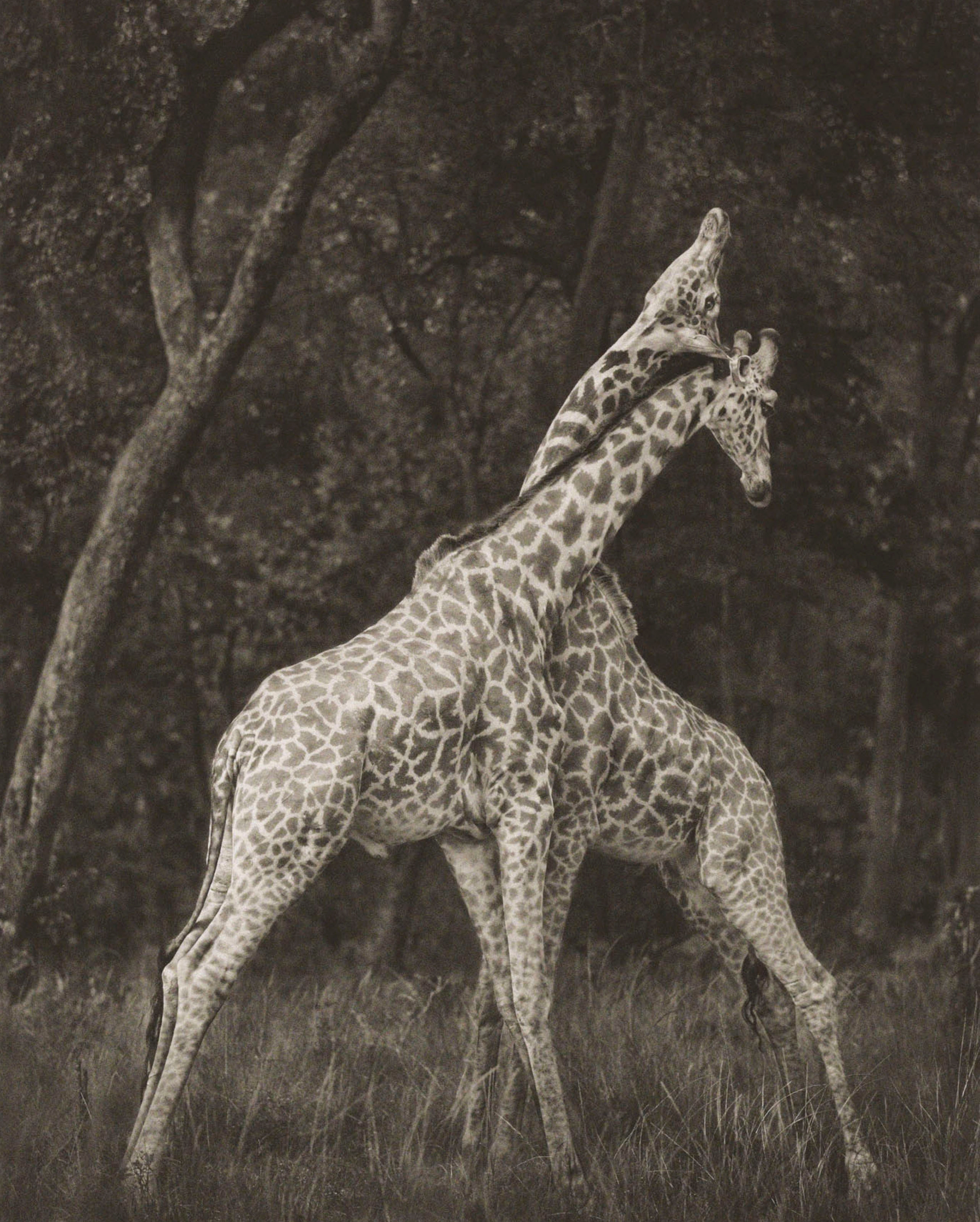 Giraffes Battling in Forest, Maasai Mara