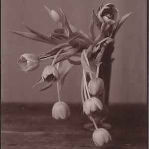 Mourning Tulips