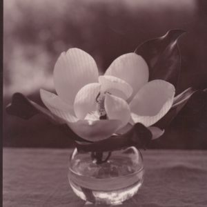 Houston Magnolia