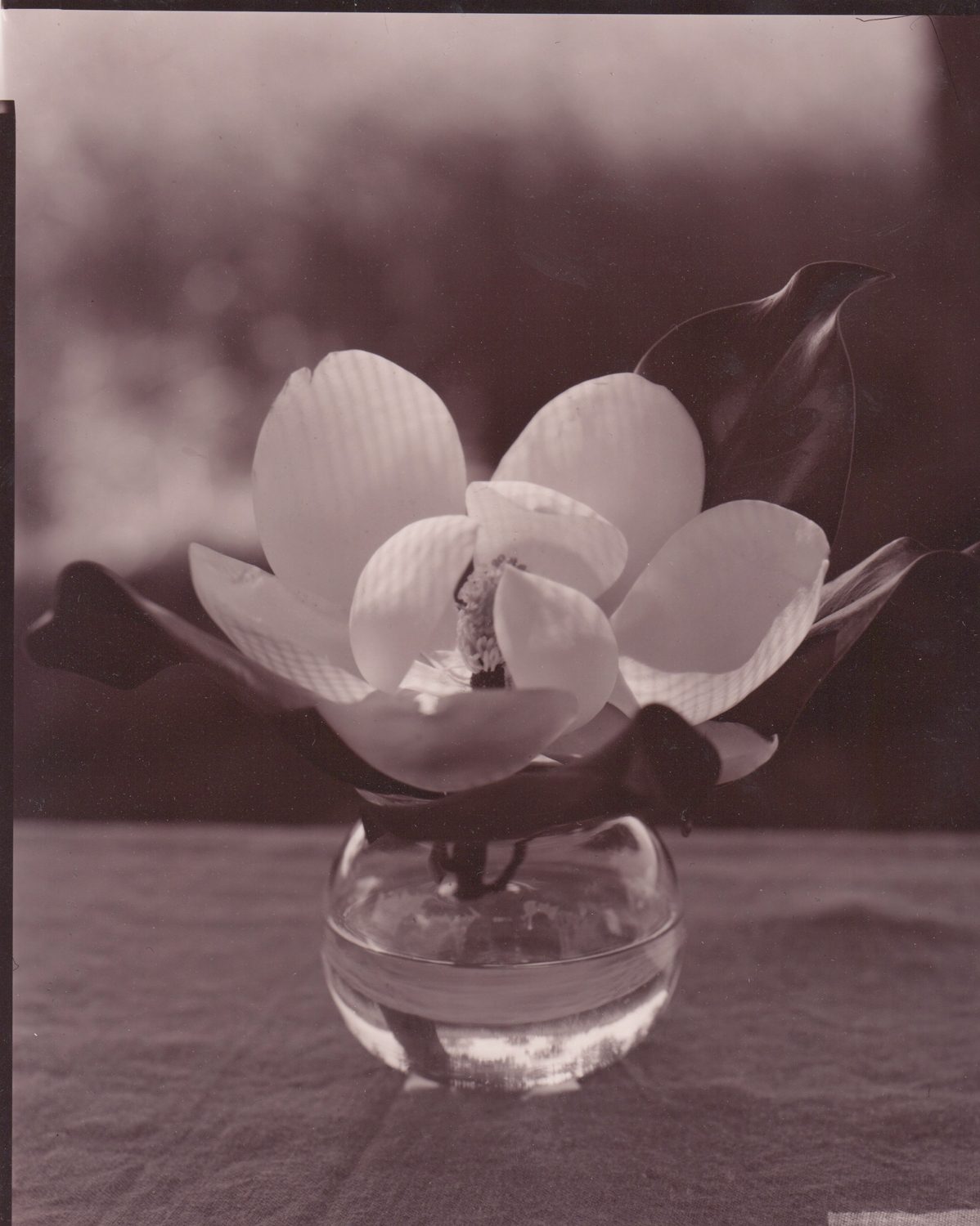 Houston Magnolia