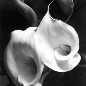 Two Callas