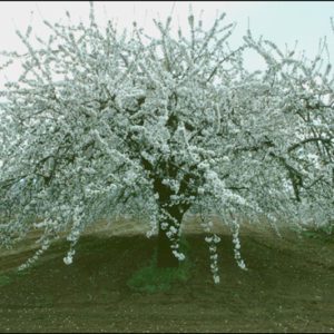 Cherry Tree Ardèche France