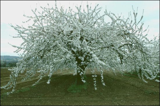 Cherry Tree Ardèche France