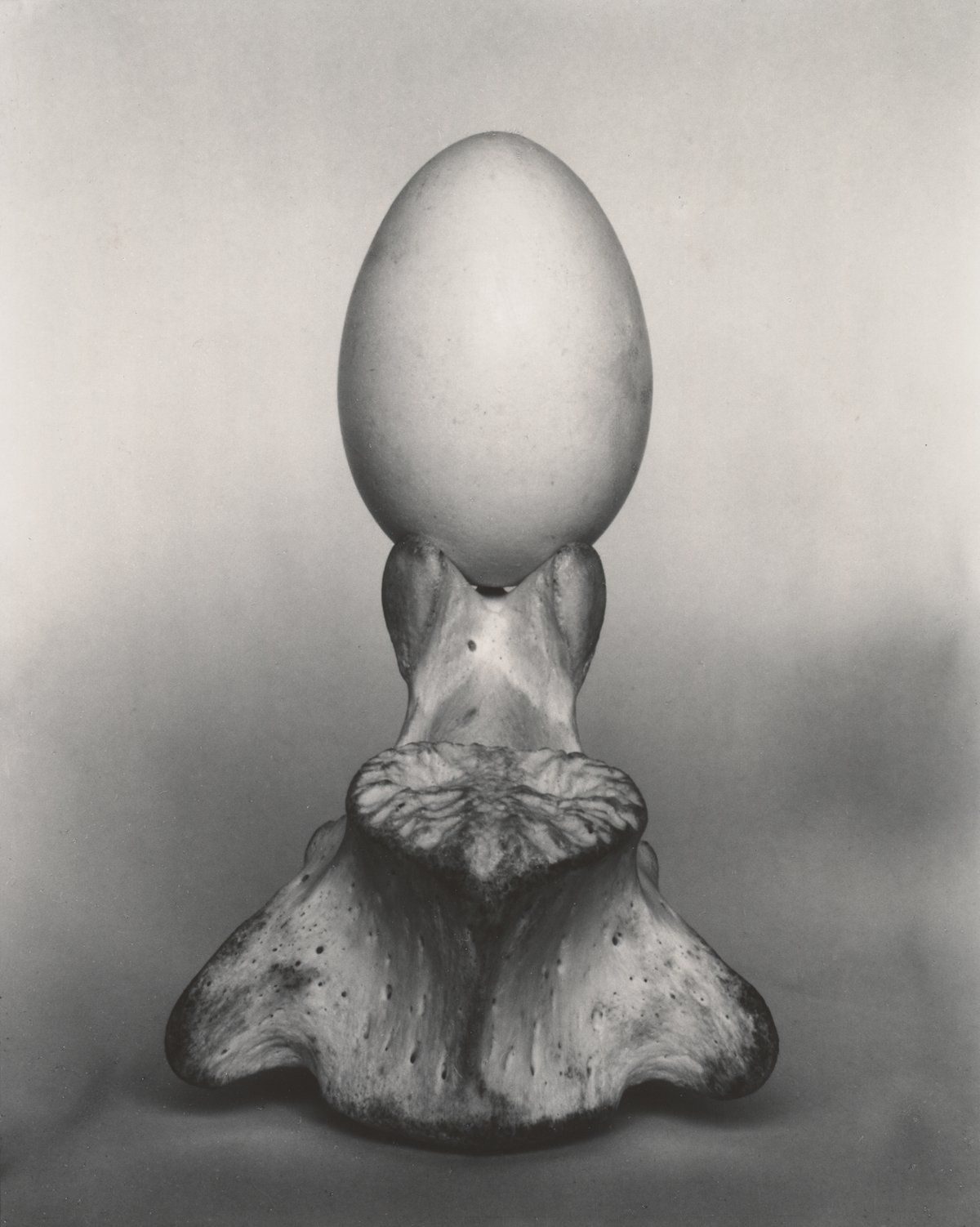 Egg (and bone)