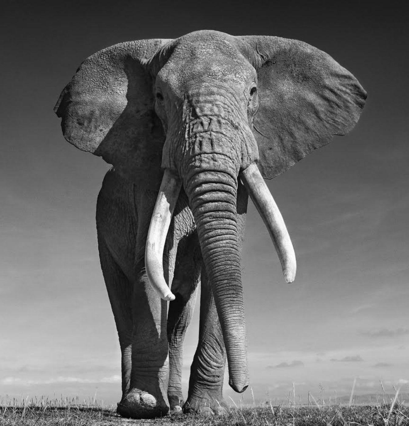 The Don, Amboseli, Kenya, 2017