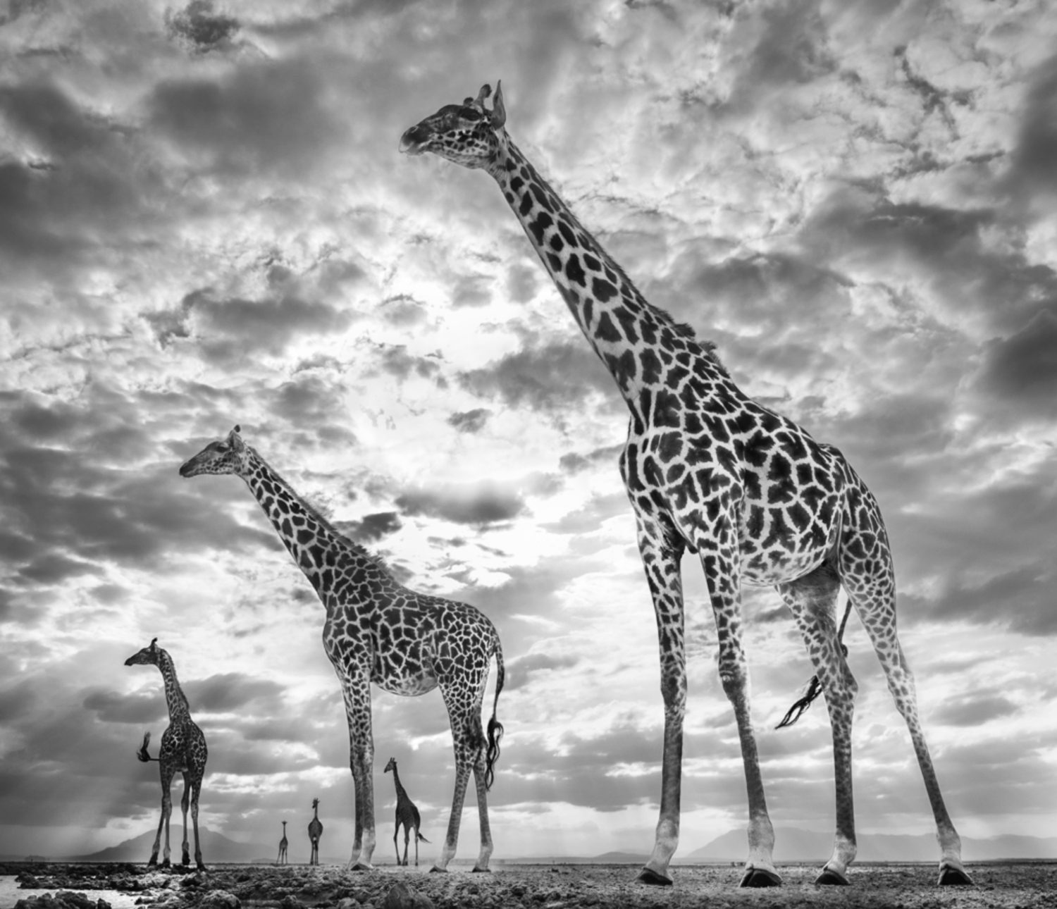 Keeping Up with the Crouches, Amboseli, Kenya