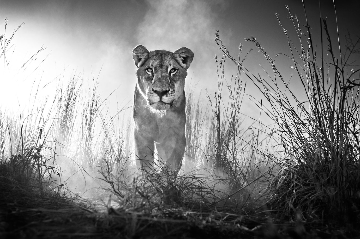 Gladiator, Dinokeng, South Africa
