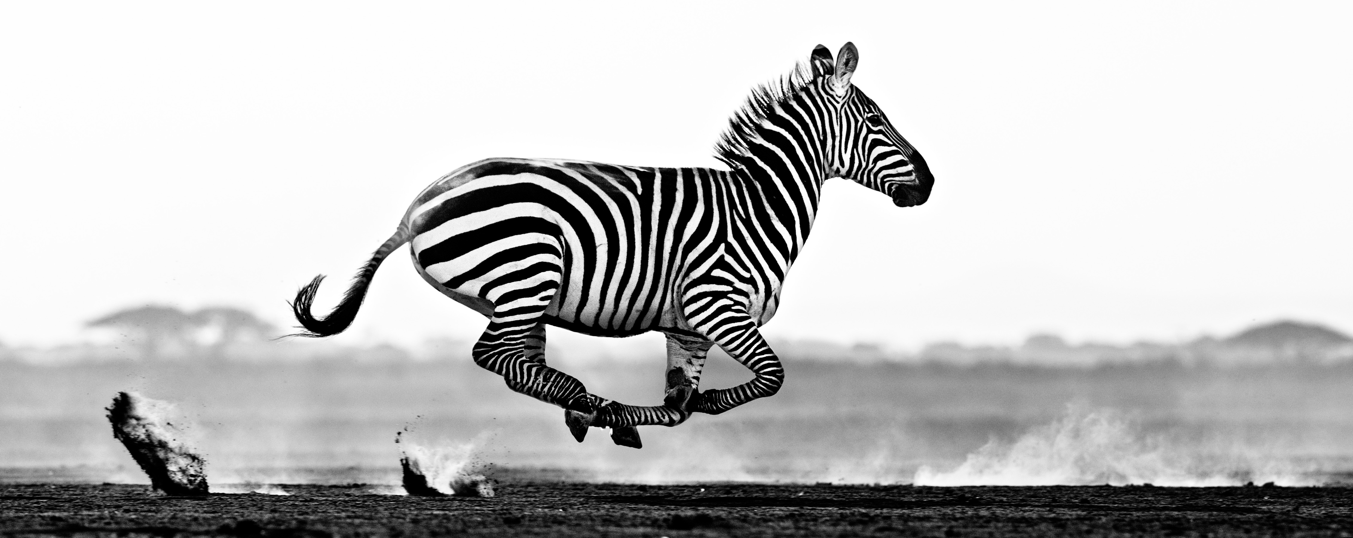 Desert Flight, Amboseli, Kenya