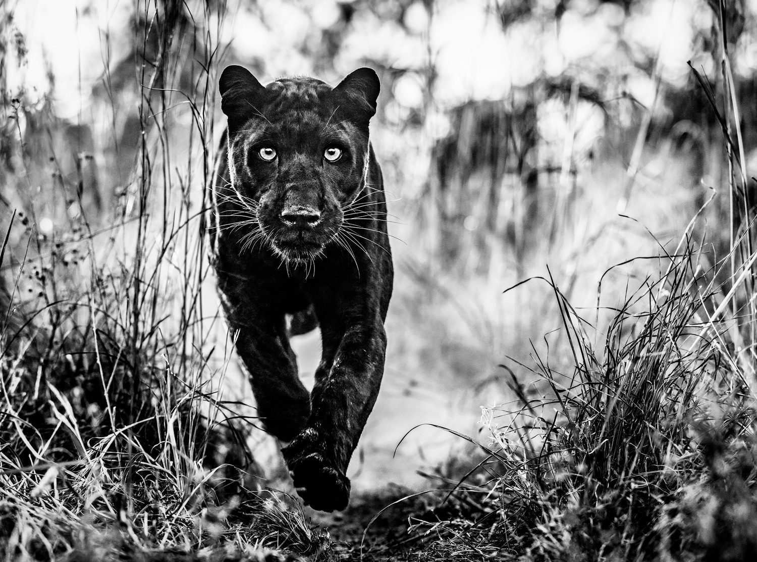 Black Panther Returns