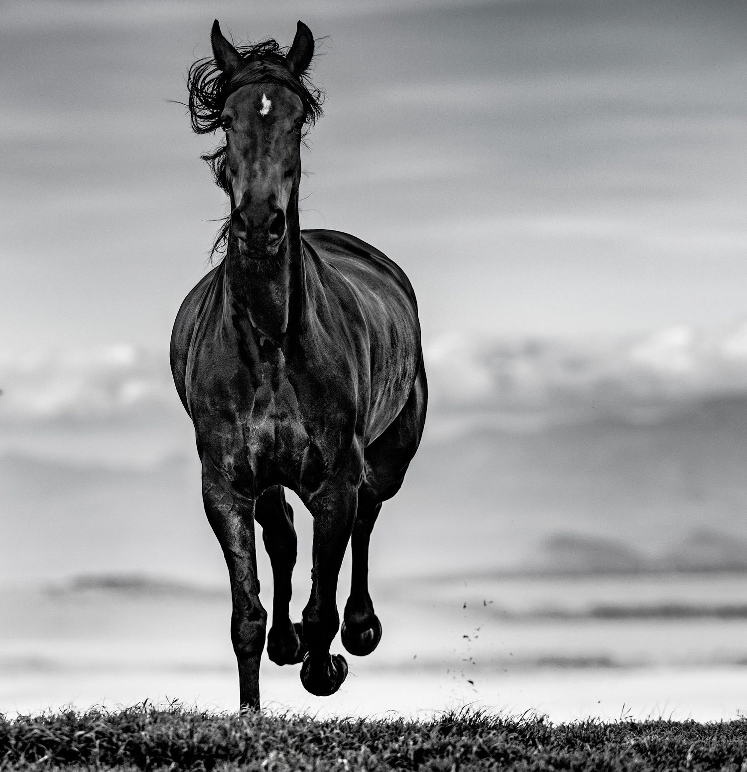 Black Beauty