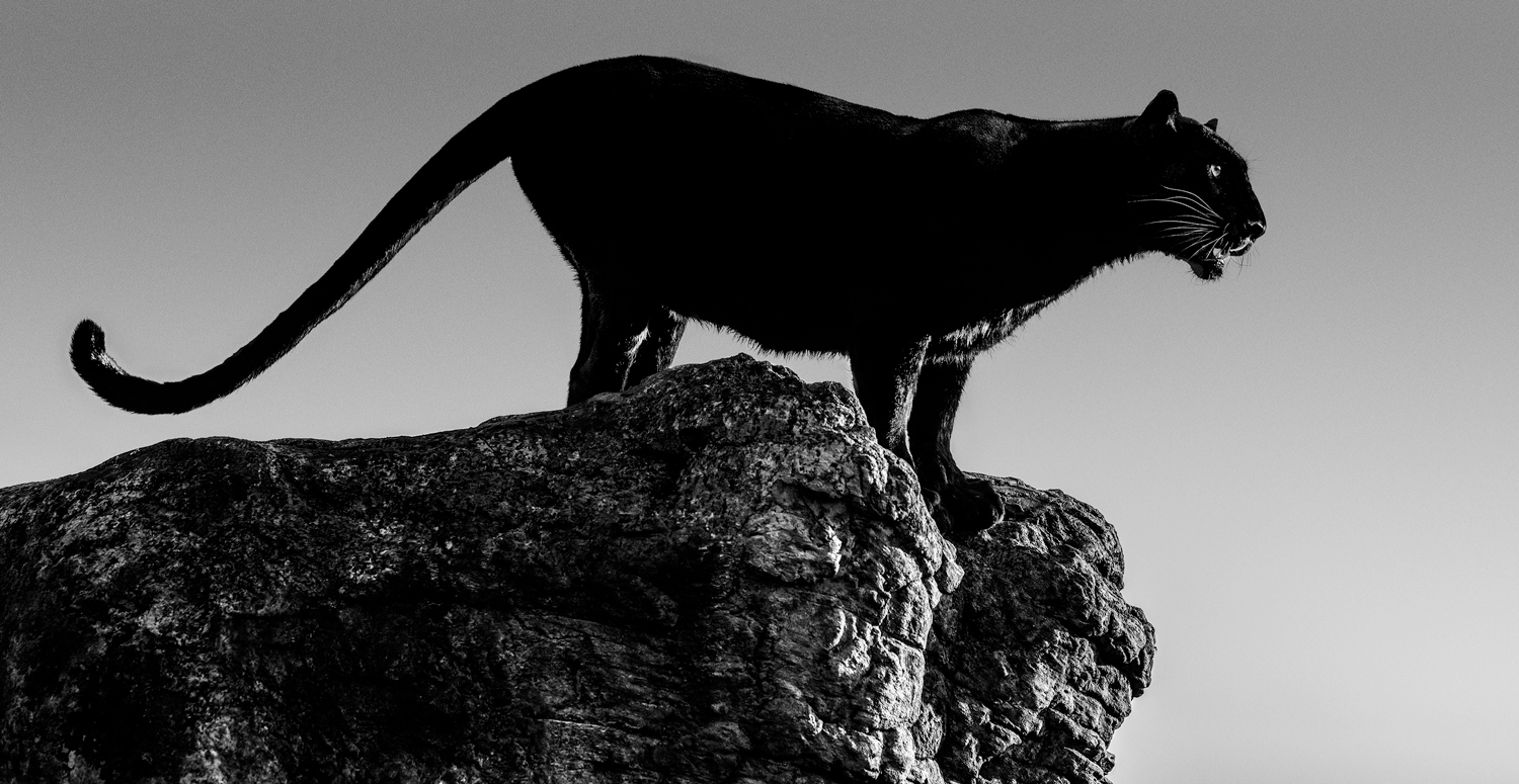 Black Cat