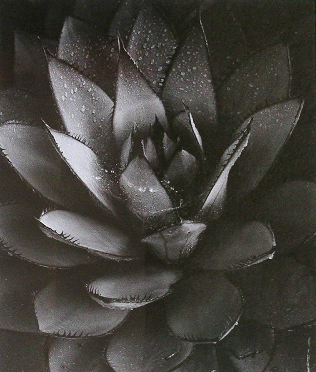 Agave