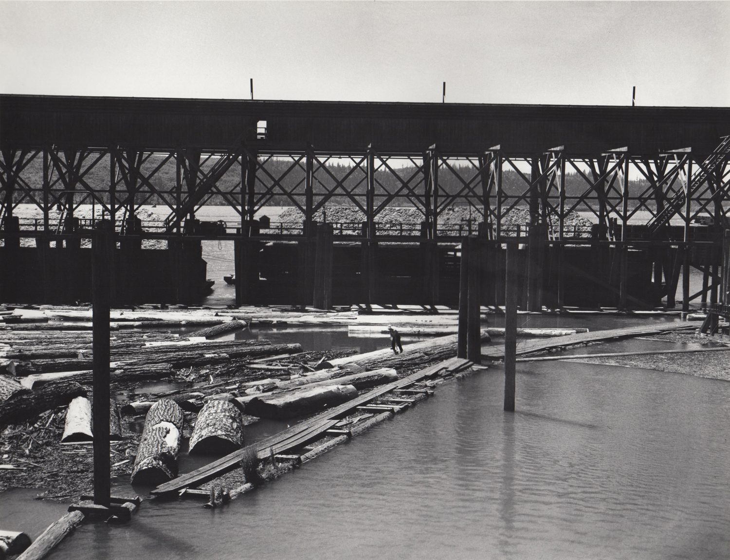 Logs in the Columbia River, Longview, Washington