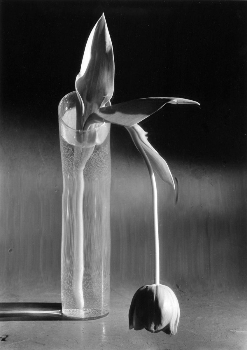 Melancholic Tulip