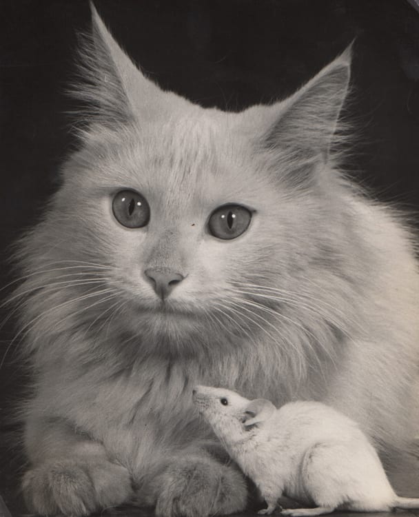 Ylla (Camilla Koffler), Untitled, Cat and Mouse, Early Silver Gelatin Photograph
