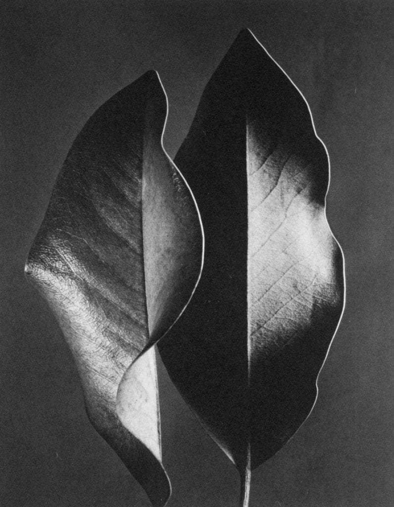 Ruth Bernhard, Two Leaves
