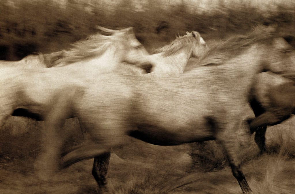 Robert Farber, Running Horses