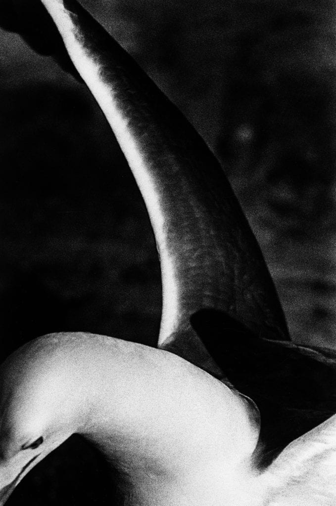 Renato D'Agostin, Venice (Bird), 2011, Silver gelatin photograph