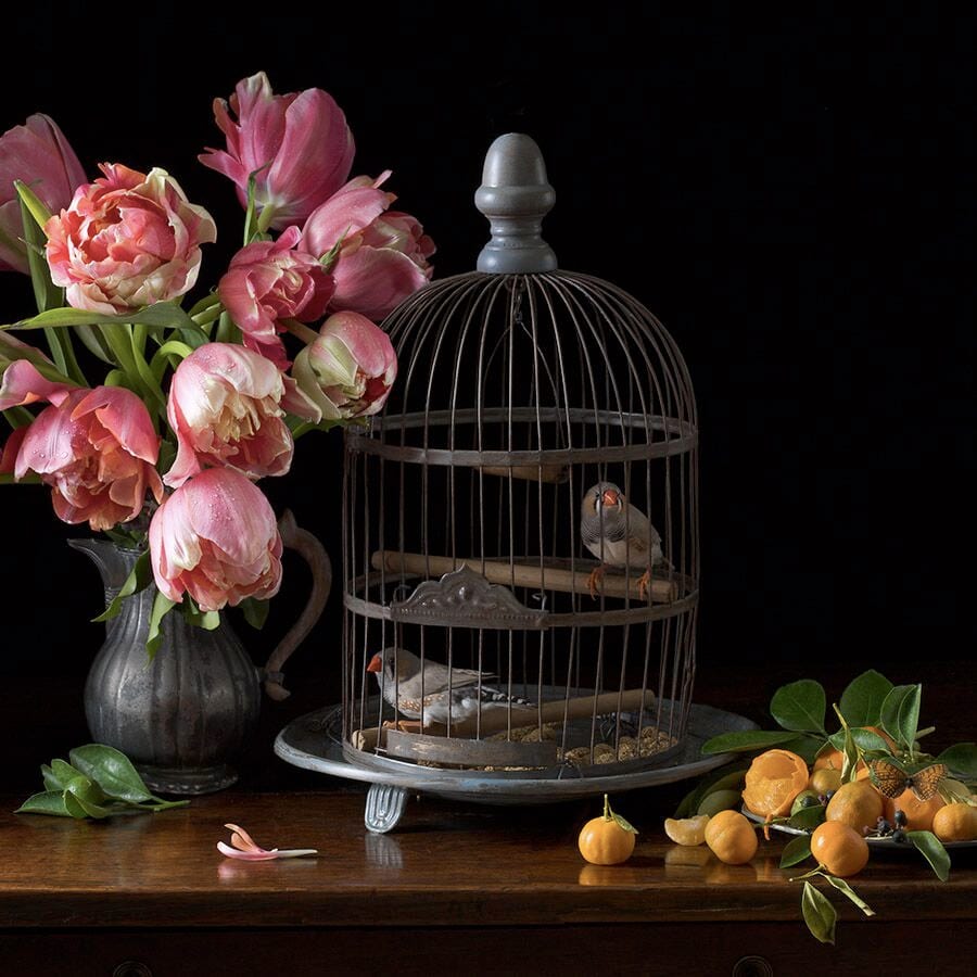 Paulette Tavormina, Zebra Finches and Tulips, 2017, Archival pigment photograph