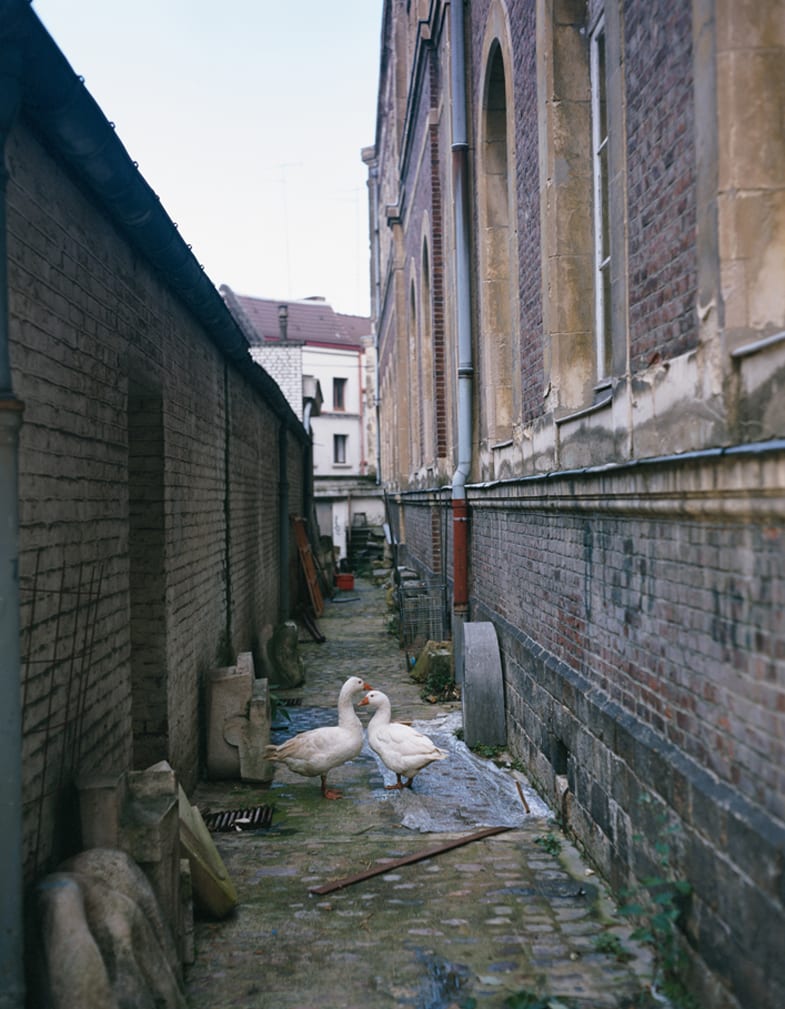 Olivier Richon, With Geese - Animals Looking Sideways Series, 2000, C-Type color photograph