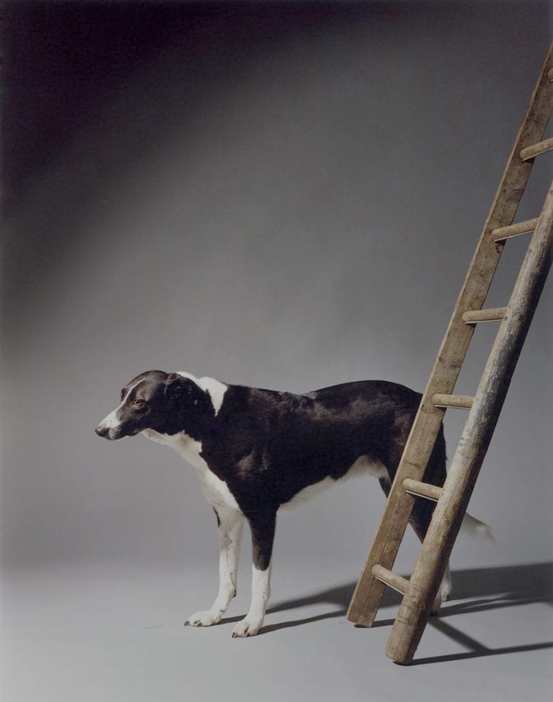 Olivier Richon Melencolia, with Dog - Acedia Series